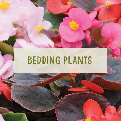 Bedding-Plants-2