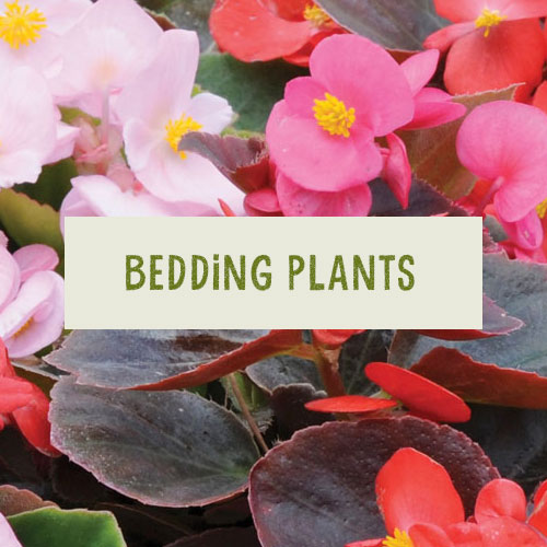 Bedding-Plants