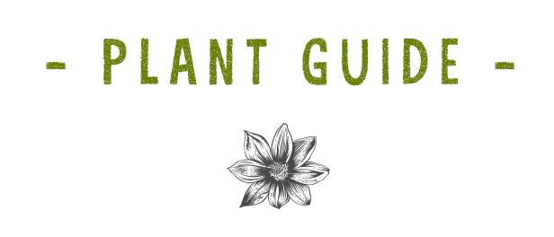 plant-guide-heading-black